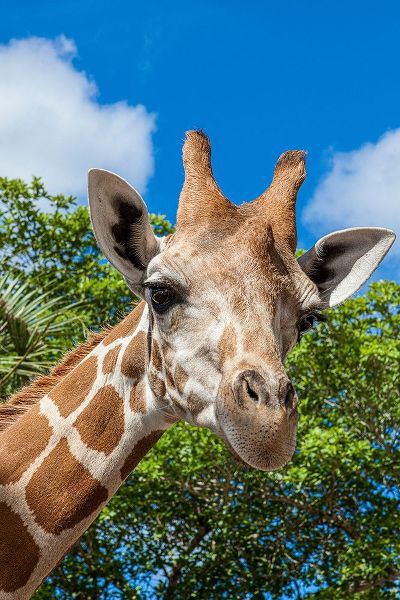 A reticulated giraffes height gives it a downward glance
